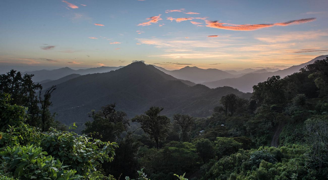 Mountain covered with trees in Mexico
