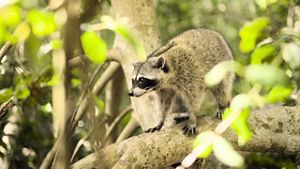 A curious racoon going through the Maya Forest.
