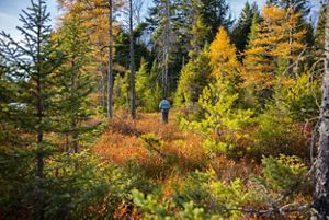 a colorful forest in michigan.