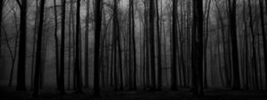 Dark bare trees are lowly illuminated in the fog. 
