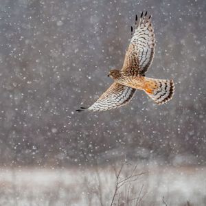 A brown and white hawk soars with its wings outstretched during snowfall.