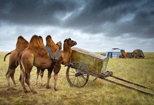 Domesticated camels in Dornod province, Mongolia.