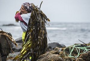 Mujer recolectando algas en la costa en un día nublado, en el sur de Chile. 