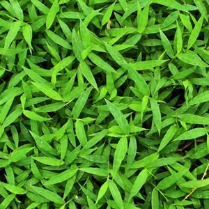 A dense mat of bright green leaves. 