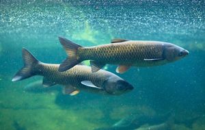 Two fish swimming in blue-green water. 