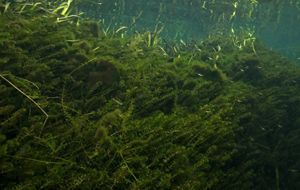 A tangle of dark green plants underwater. 