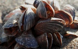 A colony of slightly open, brown mussels. 