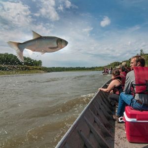 A large silver fish leaping from the water next to a boat full of people.