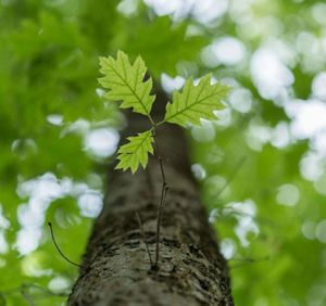 Three new oak leaves sprouting from a thin twig off of the rough trunk with the upper canopy of the green tree leaves unfocused in the background. 