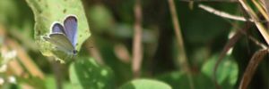 Closeup of a small blue butterfly sitting at the end of a leaf.