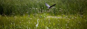 A great blue heron flies past a white egret through a wetland covered in tall grasses and reeds. 
