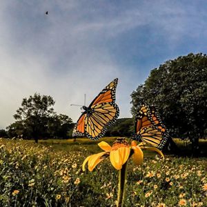 A colorful butterfly lands on a yellow flower.