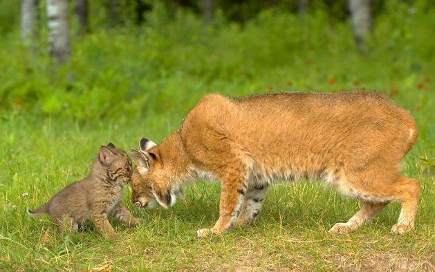 A female bobcat touching her head to a cub's nose. 