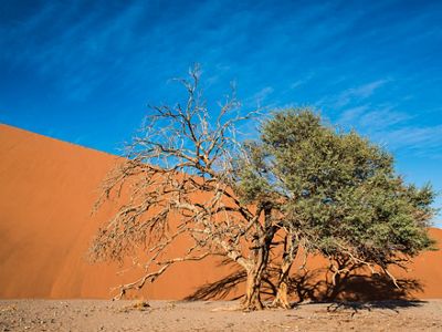 A tree fights to survive in the harsh desert of Sossusvlei, Namibia. This photo was entered into The Nature Conservancy's 2018 Photo Contest.
