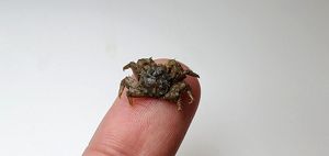 The small crab fits on a finger tip.