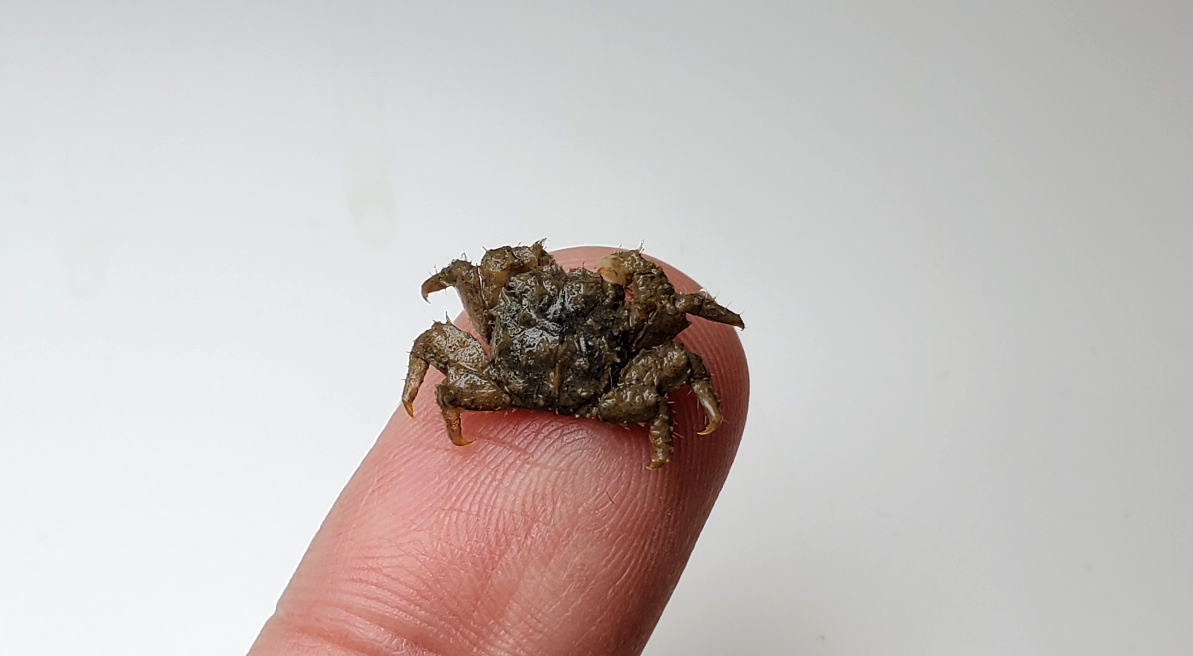 A small crab rests on a fingertip.