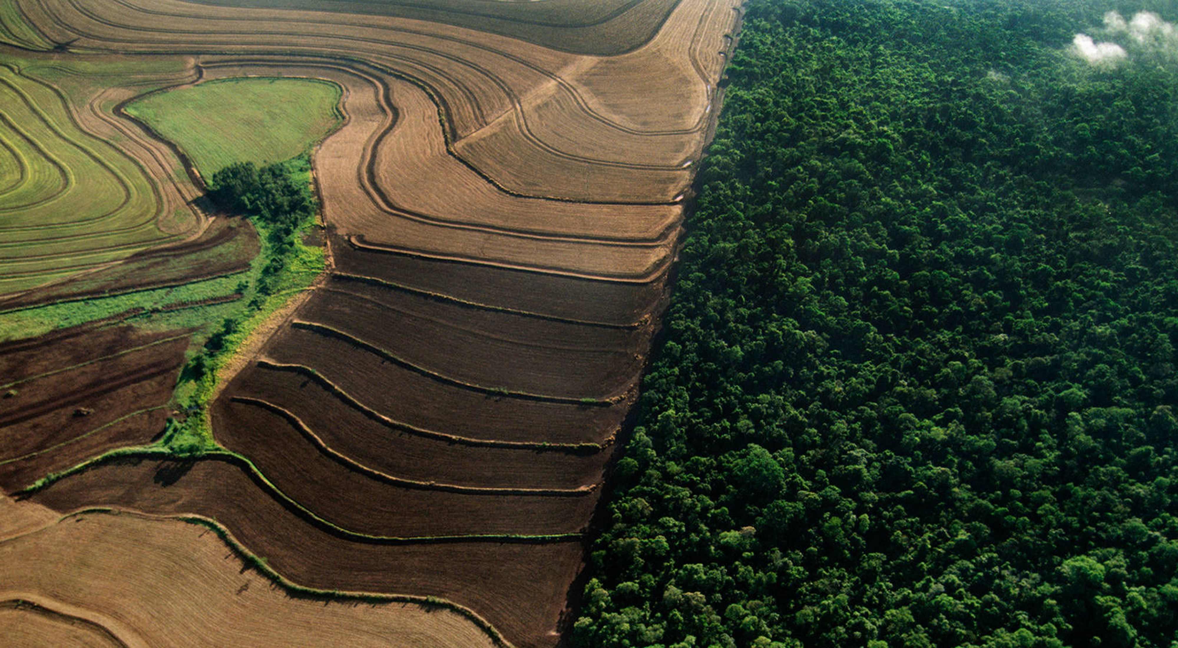 Aerial photo of forests next to farm land