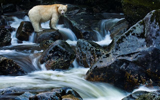 Great Bear Rainforest, Canada