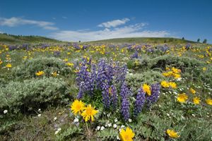 Bright purple and yellow wildflowers bloom in a field of rolling hills.