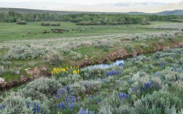 A lush landscape with colorful wildflowers, sagebrush, grasses, and a stream. Cattle graze on the pasture in the foreground. 