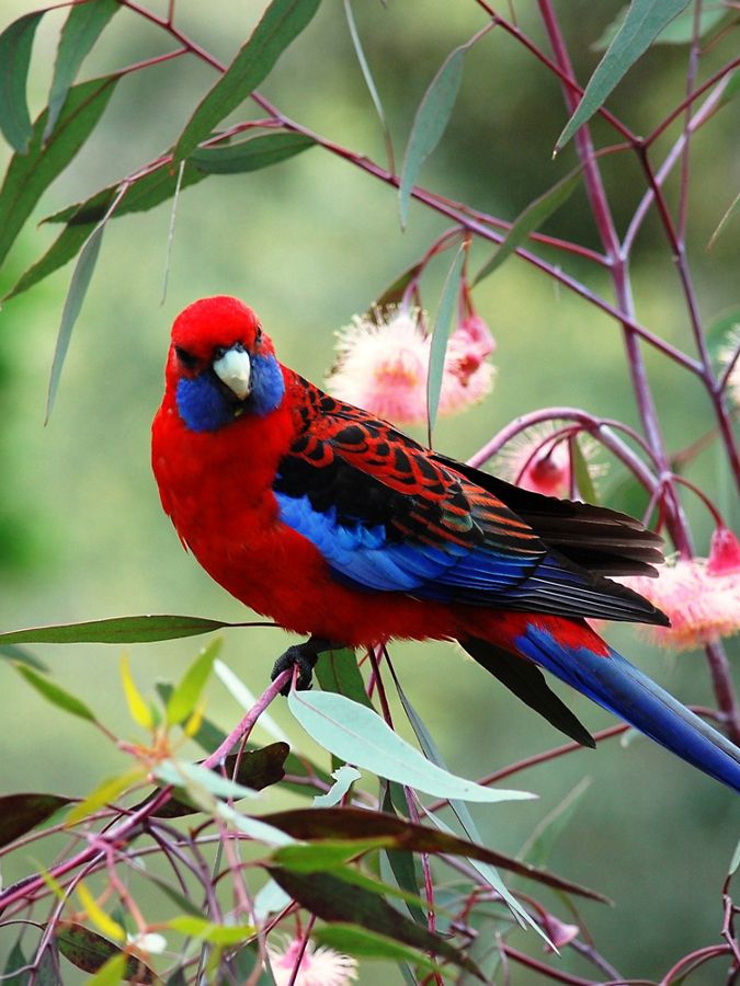 close up view of colorful red and blue bird on branch