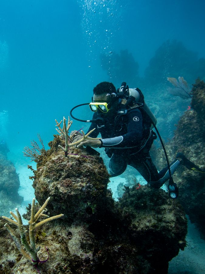 a scuba diver repairs a piece of coral underwater