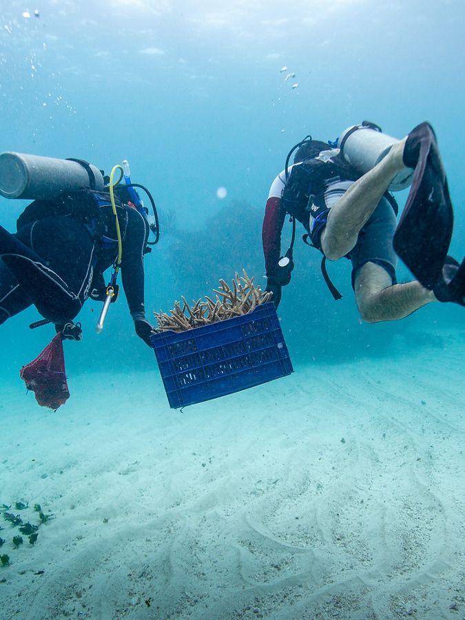 two scuba divers carry a basket of coral pieces