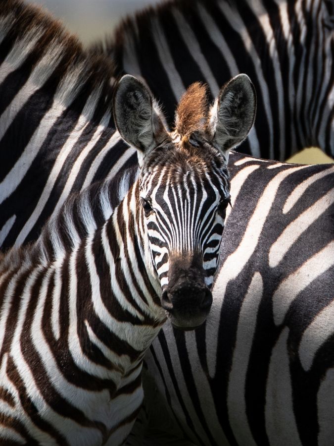 close up of young zebra staring into camera
