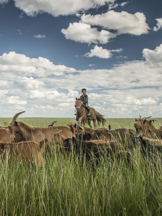 a young boy on a horse herds goat in a grassland
