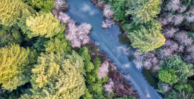 Aerial view of a river running between lush trees.
