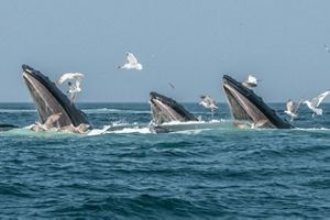 Three humpback whales on the surface in the ocean.