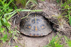 An ornate turtle moves back inside a burrow. 