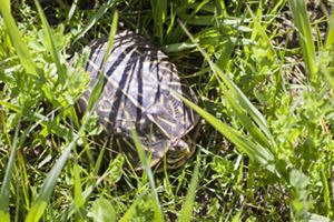 An ornate box turtle tucks into its shell amid grasses. 