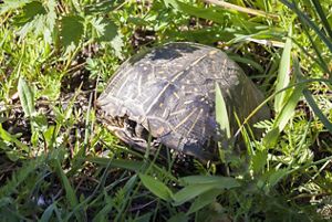 A turtle fully tucks into its shell while on the ground surrounded by plants. 