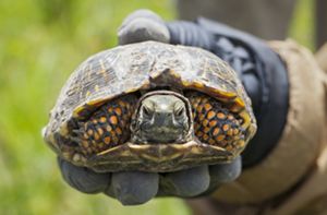 An ornate box turtle in a gloved hand.