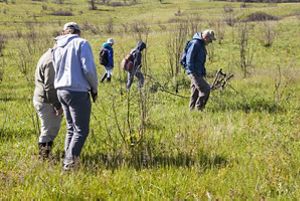 Five people look down at the ground as they scan for turtles in a field. 