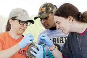 A group of researchers swab an ornate box turtle. 