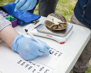 A turtle on a scale on a table with field lab equipment while a researcher in gloves jots down data.