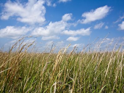 Nash Prairie in the Columbia Bottomlands of Texas.