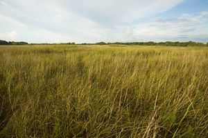 A field of tall grass that meets a treeline.