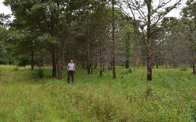 A person stands in a field near a cluster of several tall trees.