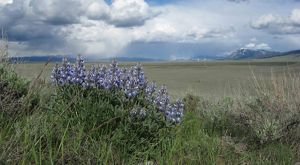 Lupine flowers blooming.