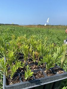 Close up of wildflower seedlings in a tray sitting on the ground.