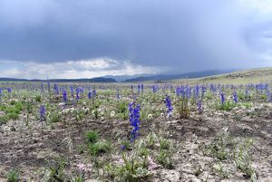 Native wildflowers sprouting after the Martin Fire in northern Nevada.
