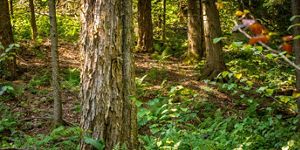 Sunlit forest with tall trees, ferns, and leafy undergrowth.