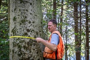 Person in an orange vest measures the circumference of a large tree in a forest.