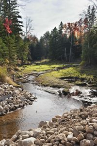 A stream runs through the lush green forest of Two Hearted River Forest Reserve on a bright, sunny day. 