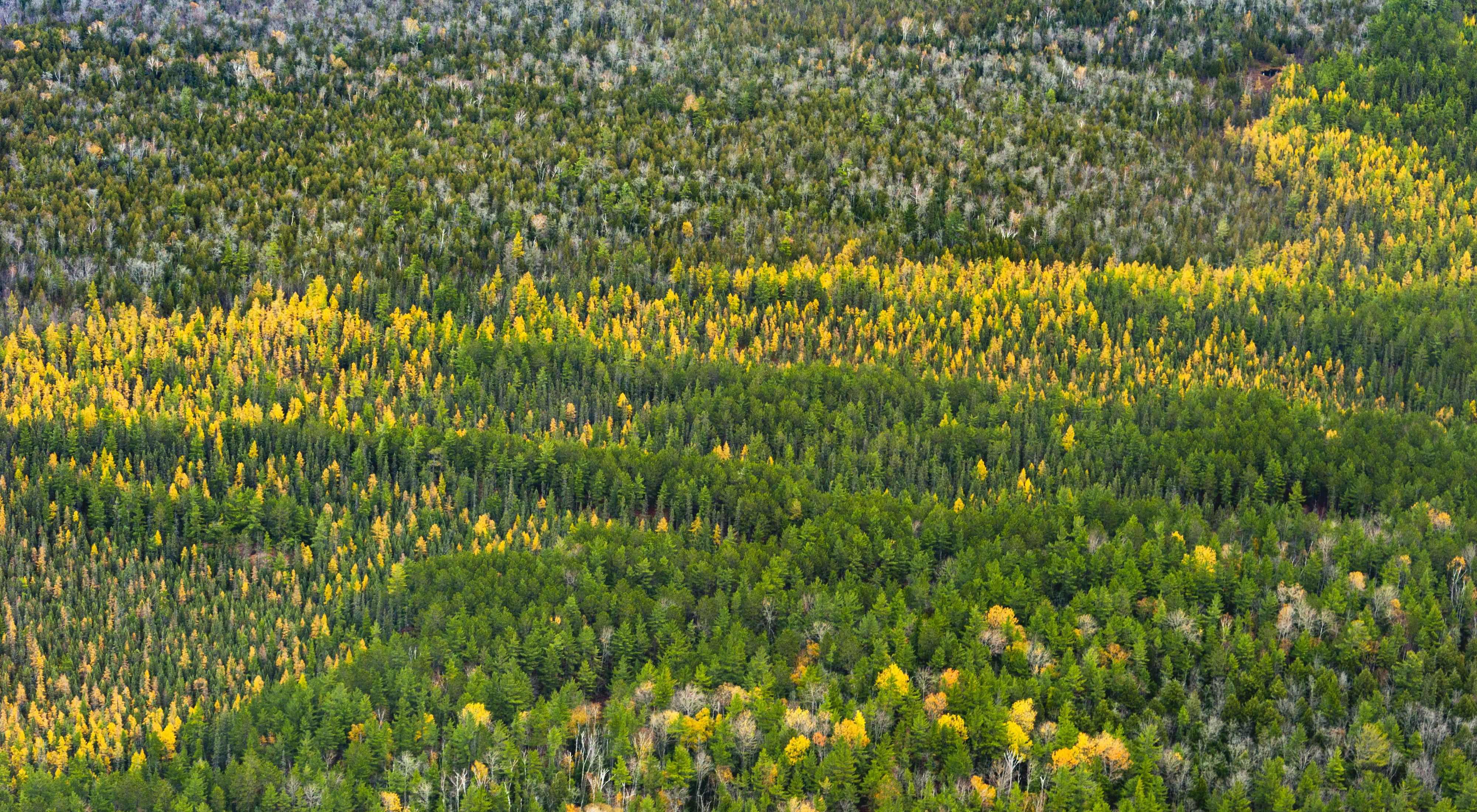 Aerial view of a forest of yellow-tipped trees among green trees in the Two-Hearted River Forest Reserve. 