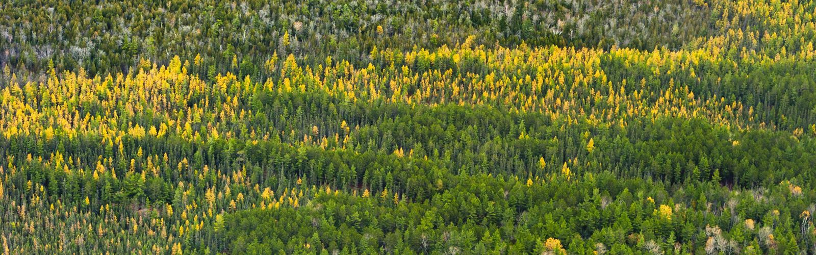 A vast forest of trees in Michigan. The tree colors range from dark green to yellow. 