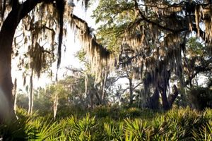 Spanish moss hangs from tree branches in a coastal maritime forest on Little St. Simons Island, Georgia.